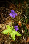 Pinguicula mariae