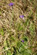 Pinguicula vulgaris