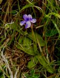 Pinguicula apuana