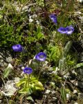 Pinguicula leptoceras