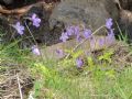 Pinguicula corsica