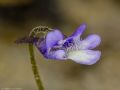 Pinguicula vulgaris subsp. ernica