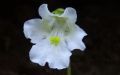 Pinguicula alpina