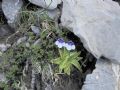 Pinguicula leptoceras