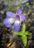 PInguicula vallis-regiae