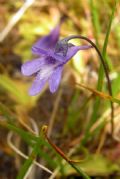 Pinguicula vulgaris