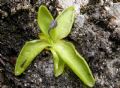 Pinguicula vallis-regiae