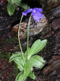 Pinguicula apuana