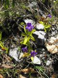 Pinguicula mariae