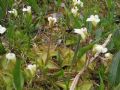 Pinguicula alpina