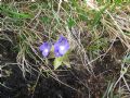 Pinguicula leptoceras