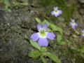 Pinguicula hirtiflora