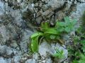 Pinguicula vallis-regiae