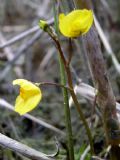 Utricularia australis