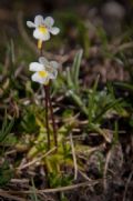 Pinguicula alpina