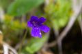 Pinguicula apuana