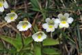 Pinguicula alpina