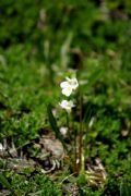 Pinguicula alpina