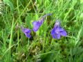 Pinguicula christinae