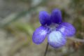 Pinguicula vulgaris