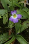 Pinguicula hirtiflora