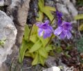 Pinguicula fiorii