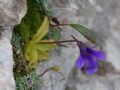 Pinguicula fiorii