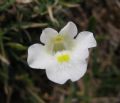 Pinguicula alpina