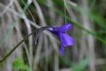 Pinguicula mariae