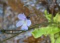 Pinguicula corsica