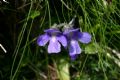 Pinguicula apuana