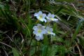 Pinguicula alpina