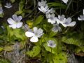 Pinguicula corsica