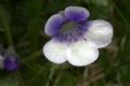 Pinguicula leptoceras