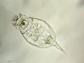 Lepadella acuminata
