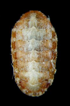 Lepidochitonidae