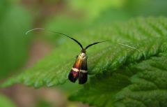 Adelidae