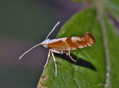 Argyresthiidae