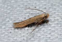 Bedelliidae