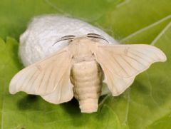 Bombycidae