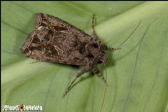 Noctuidae