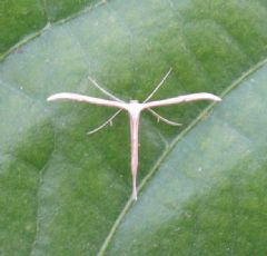 Pterophoridae