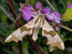 Sphingidae