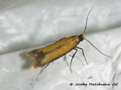 Tischeriidae