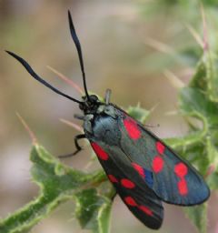 Zygaenidae