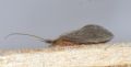 Crunoecia sp.