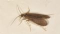 Crunoecia irrorata irrorata