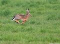 Lepus europaeus