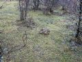 Lepus europaeus