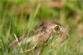 Lepus europaeus